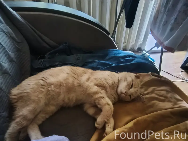 Найден кот, район плотины на нлмк