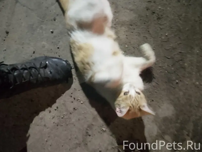 Найдена кошка, возле деревянного моста