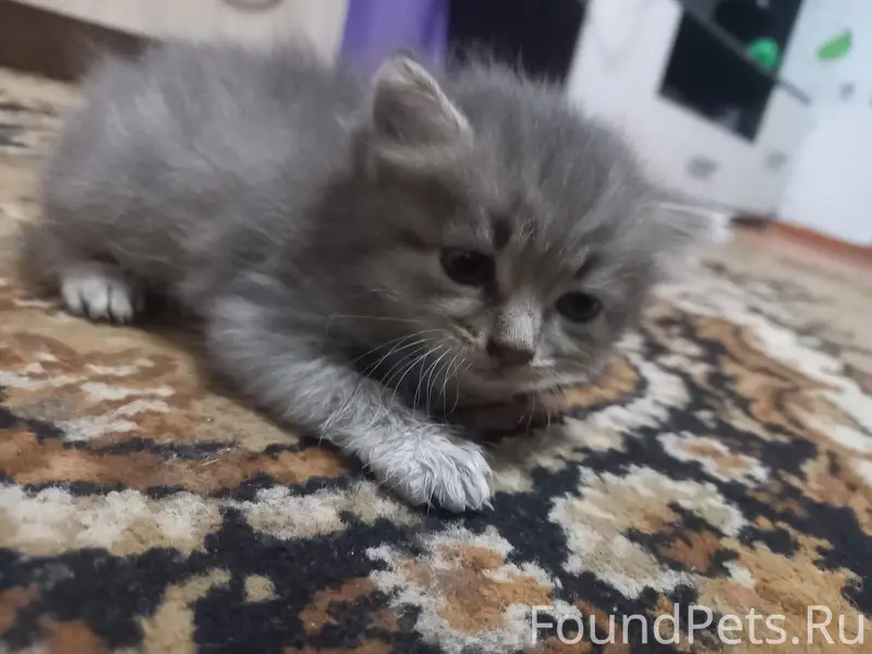 Пропал котёнок Мася, Цветной бульвар