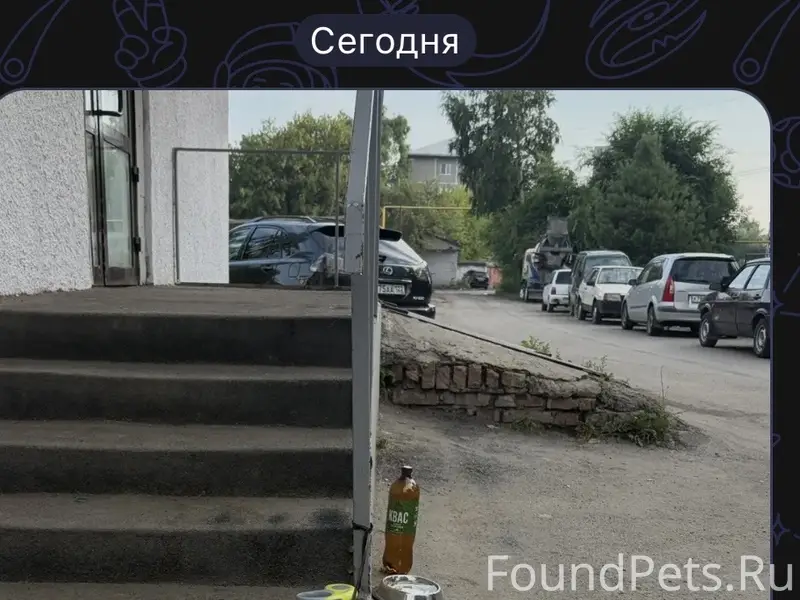 Пропала собака, Георгия Исакова 226