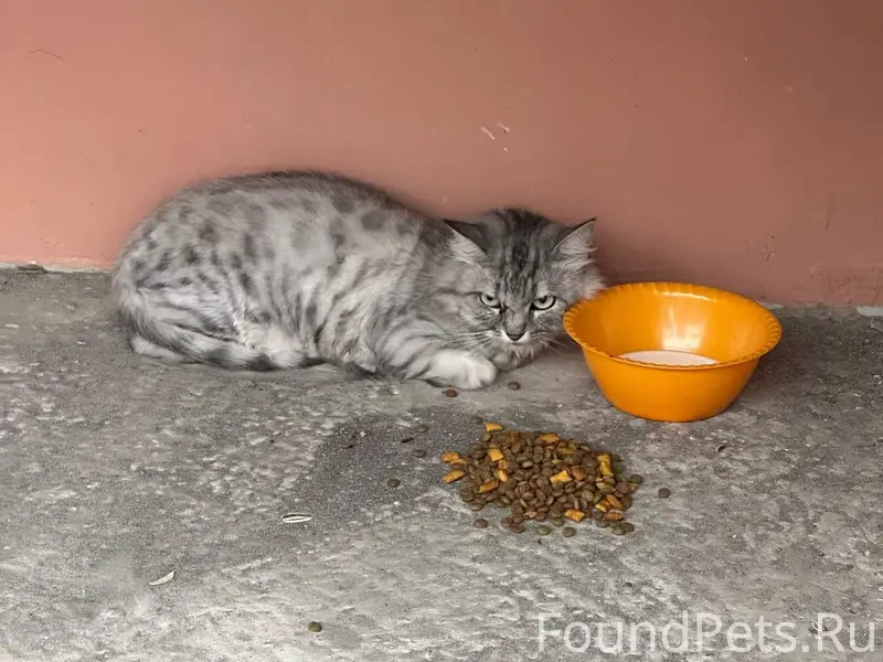 Найдена домашняя кошка, ул Костычева, 72