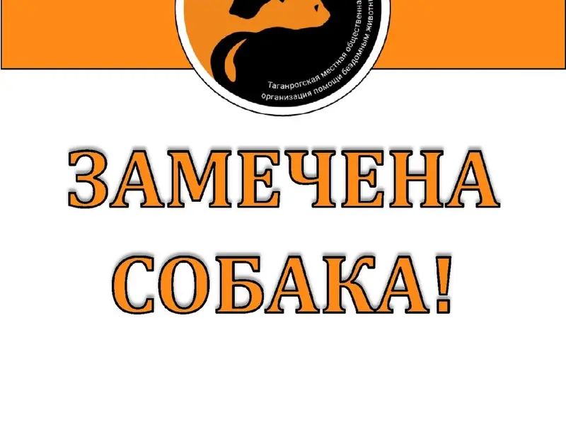 Найденная такса в красном ошейнике, район Русское Поле