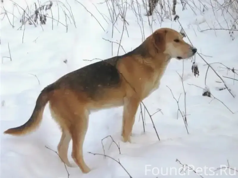 Пропала Русская гончая, поселок Тыелга