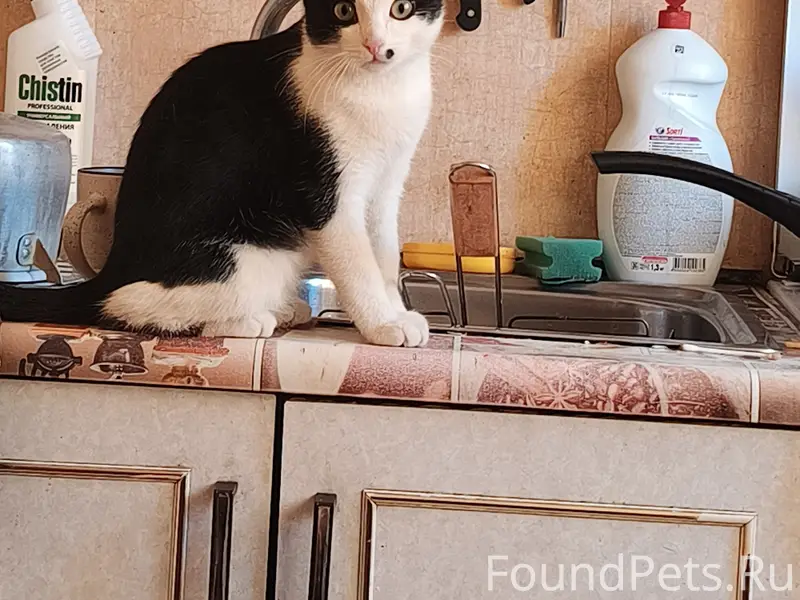 Пропал кот Кузя, Ленинский, ул. Ким 10