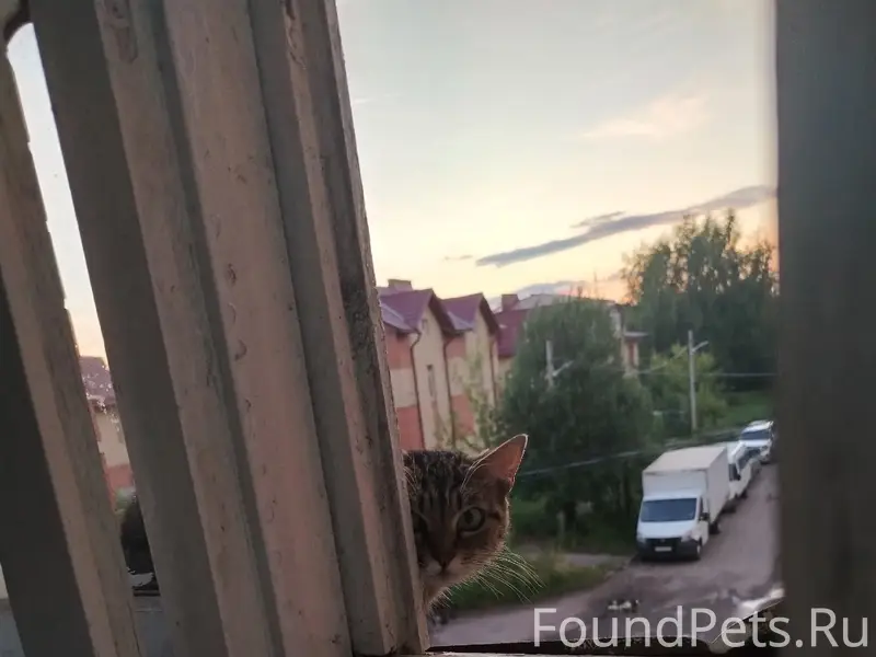 Найдена кошка, улица Приречная 19