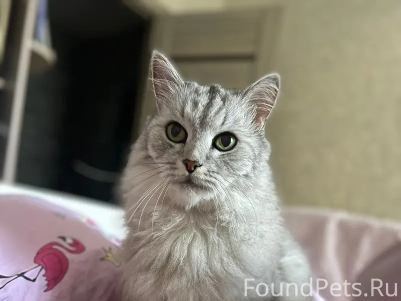 Пропал кот Тима, 16-я улица