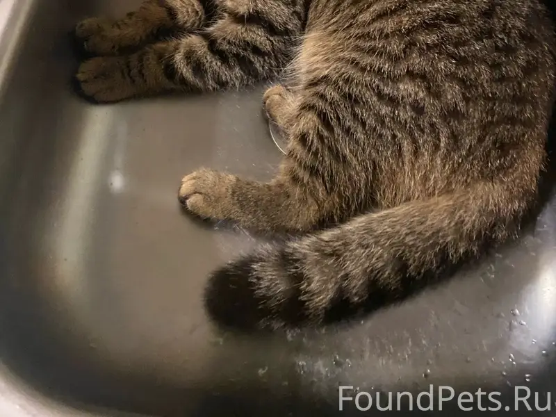 Пропал веслоухий кот Гарик, Костромская улица