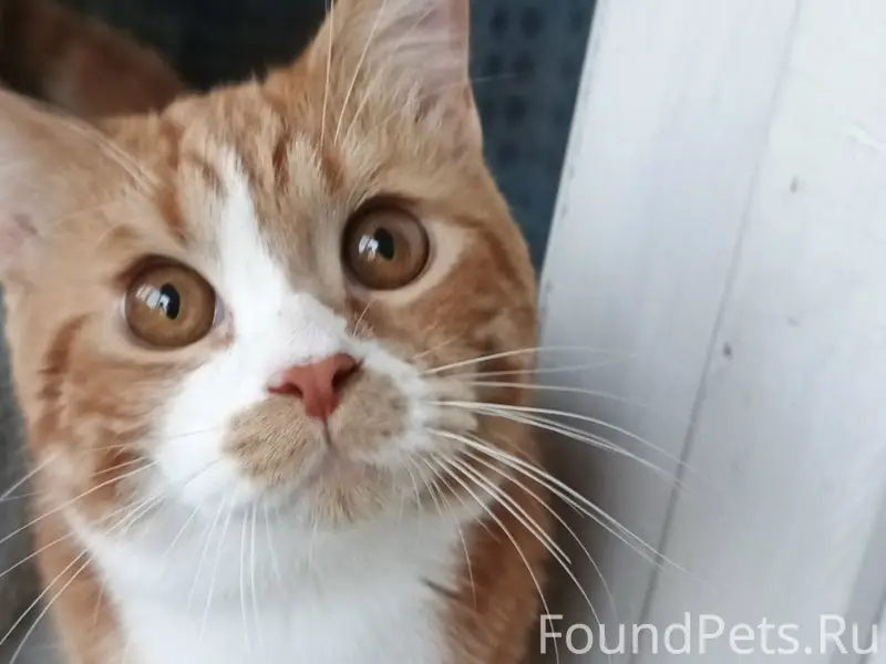 Пропал рыжий котик Фиксик, район ул. Трегубова