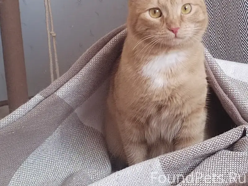 Пропала кошка Муся, Бульвар Ленина