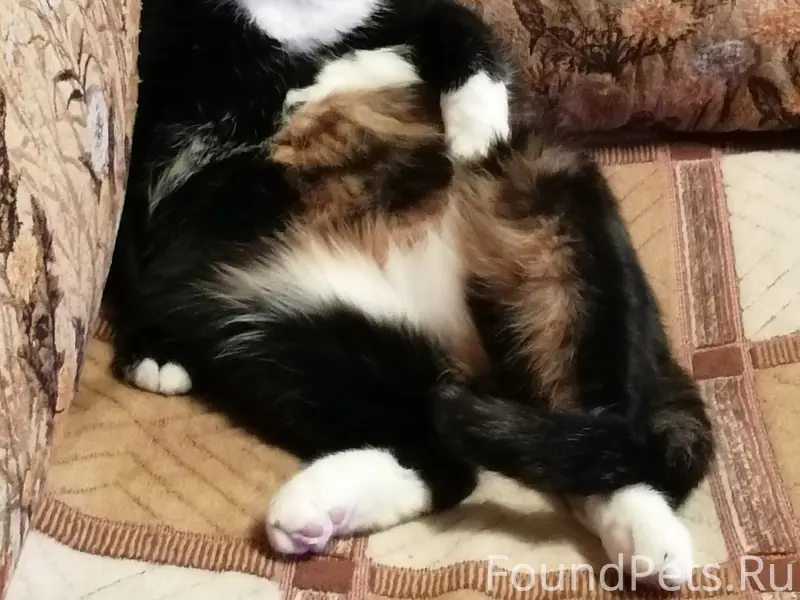 Пропала кошка, улица 1 Мая