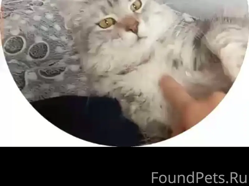 Пропала мэйкун Искра
