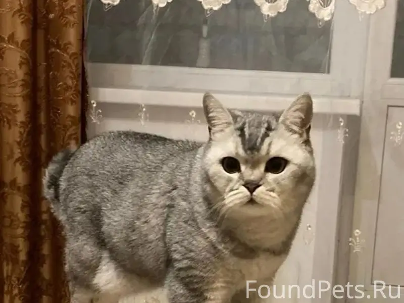 Пропал британец Баксик, д. Троица