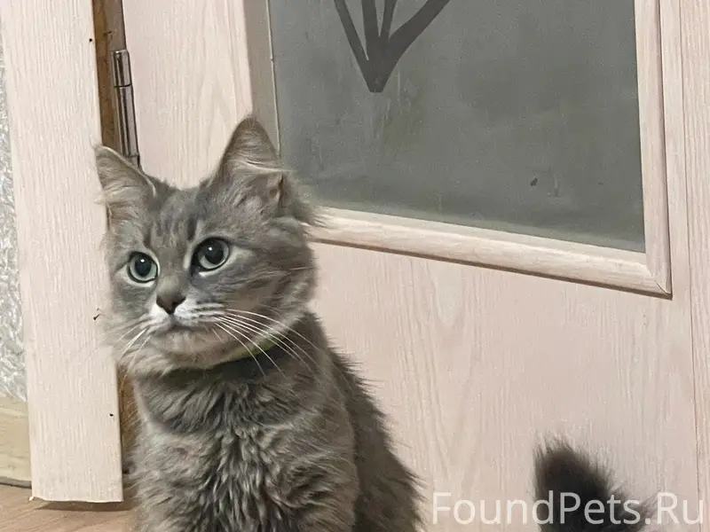 Пропала серая кошка Мурка, район старого Шибенца