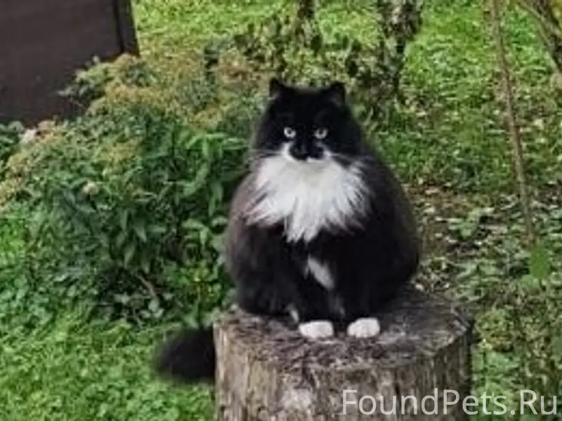Пропал черно-белый кот деревня Афанасово