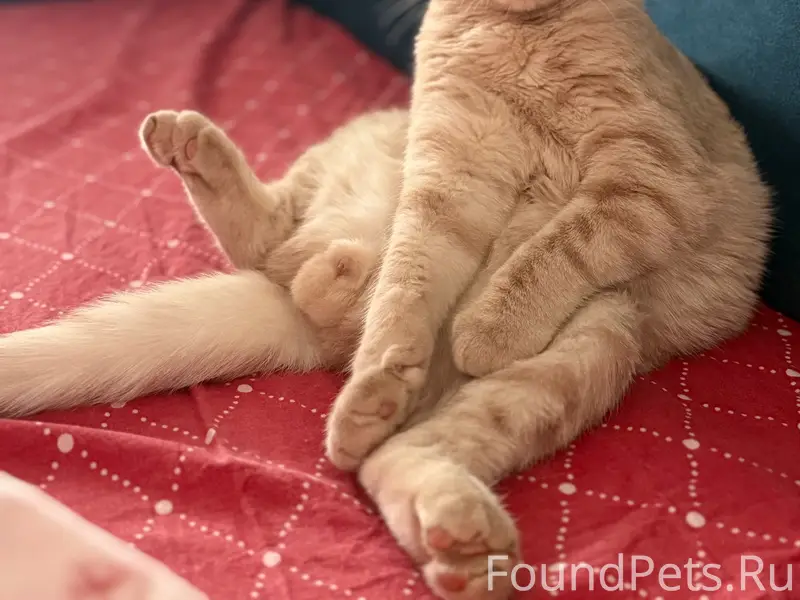 Пропал домашний кот, ищите по фото