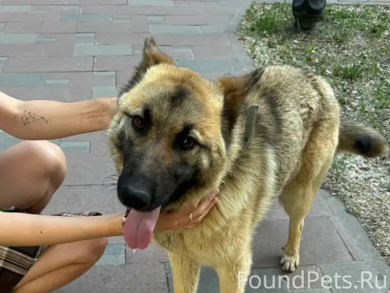 Пропала собака Найда, 22 Партсъезда