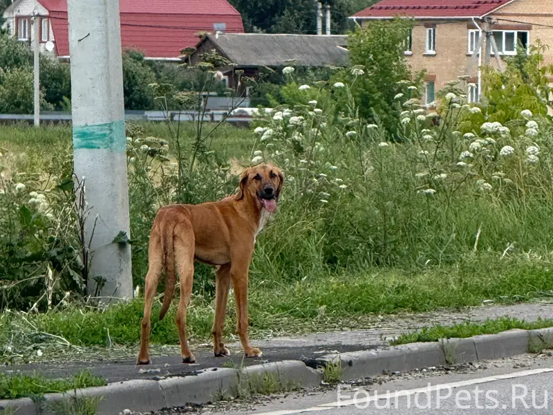 Найден бездомный пёс, Парфентьево