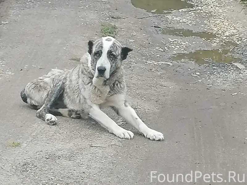 Пропала собака, деревня