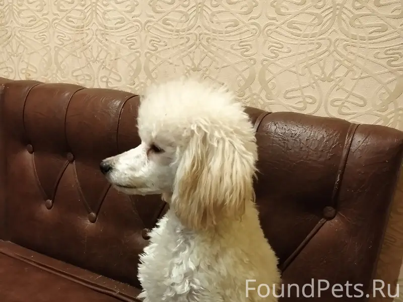 Пропал пёс, место потери неизвестно