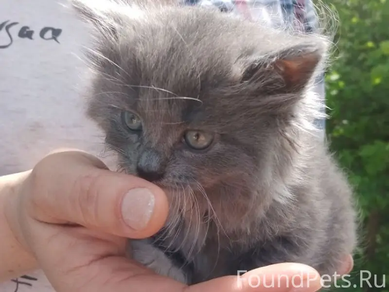 Пропала кошка, серенькая с белыми лапками