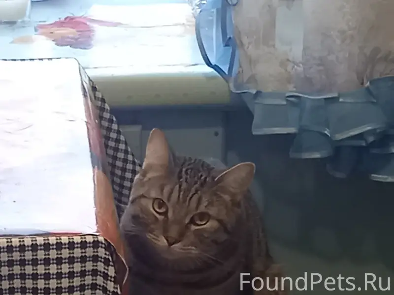 Пропал кот Брас, Ленено
