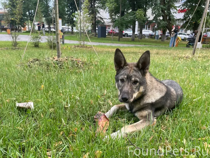 Найден щенок, Ногинск, район автовокзала