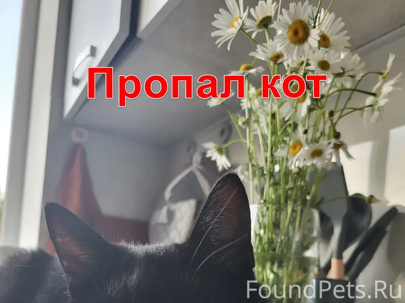 Пропал кот Николай, 23 мкр