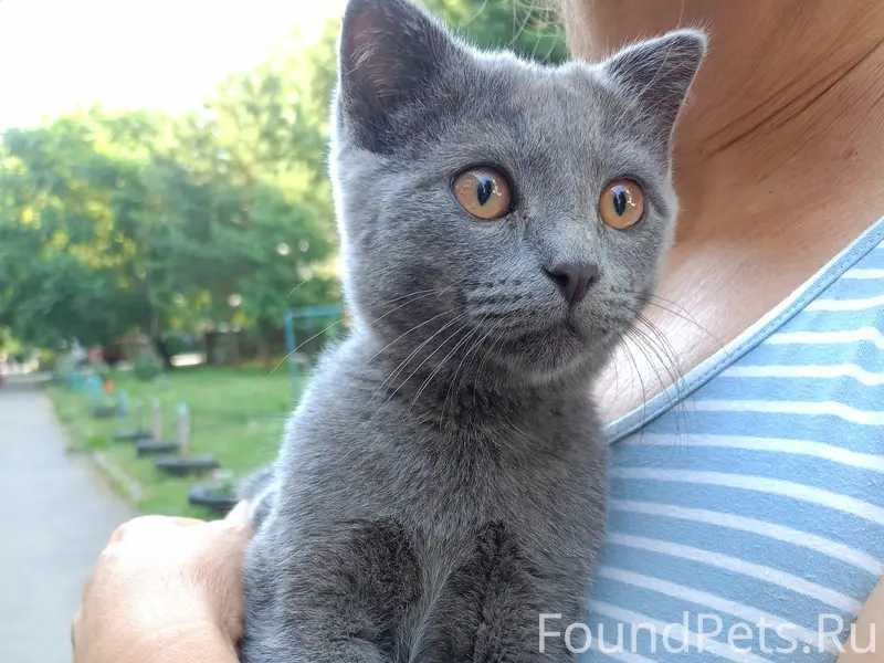 Найден котёнок, Ленина/ северо-западная