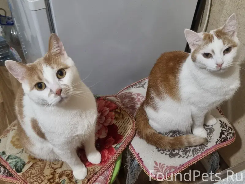 !ПРОПАЛИ 2 КОШКИ!