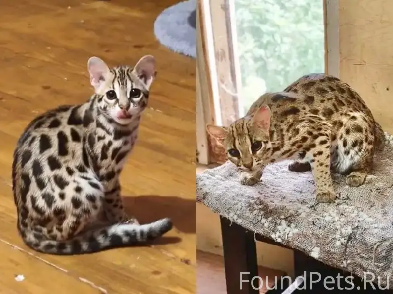 Пропала бенгальская кошка Яся, г. Дмитров