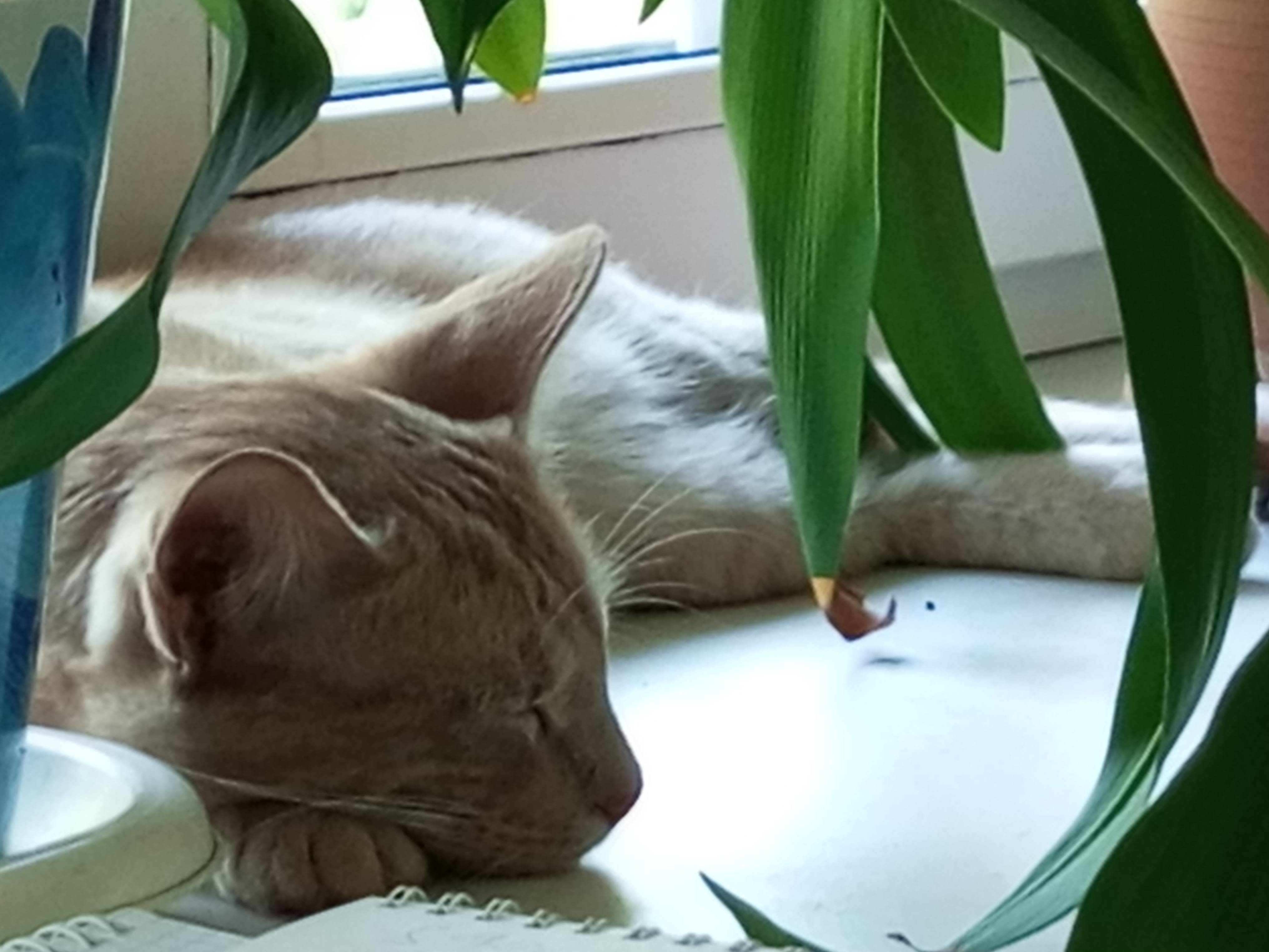 Найден кот в Пензе