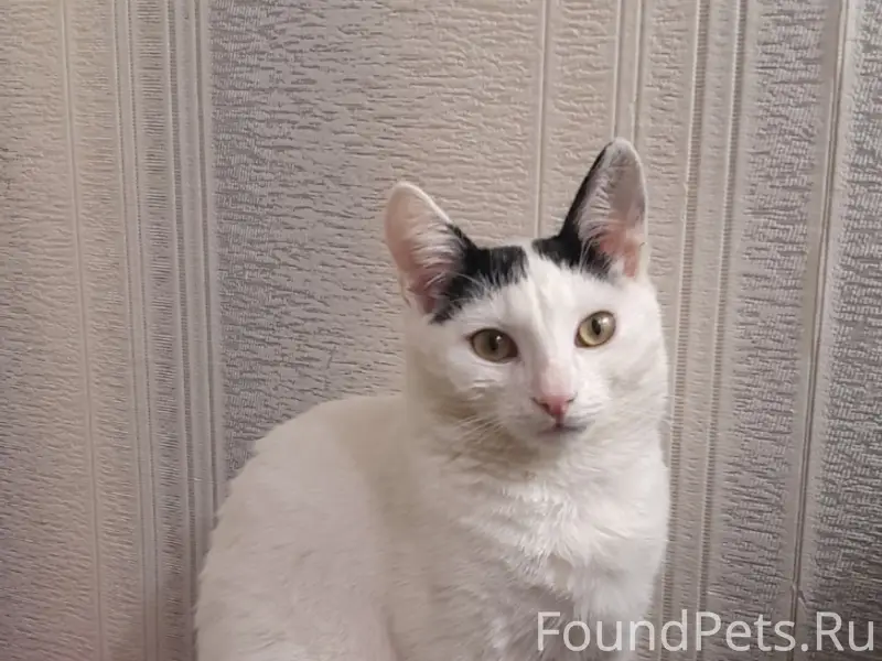 Пропал кот, район базовой школы