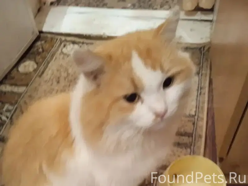 Пропал рыжий кот Мурчик, Елец