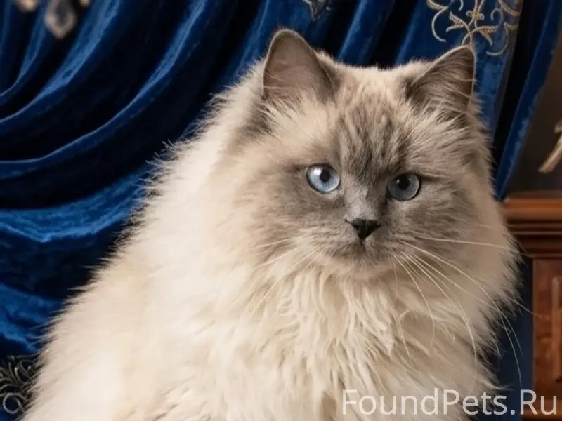 Пропала домашняя кошка Снежка, улица Западная