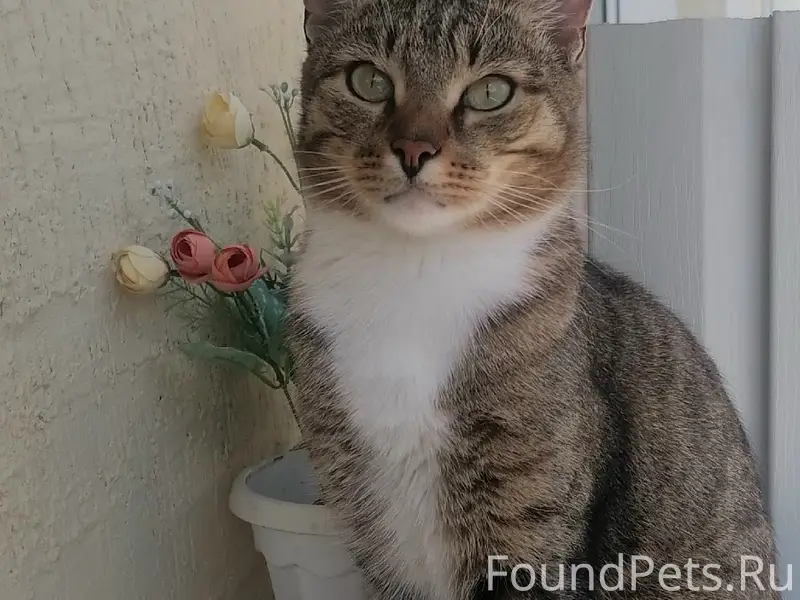 Пропал кот Вася, Рязань