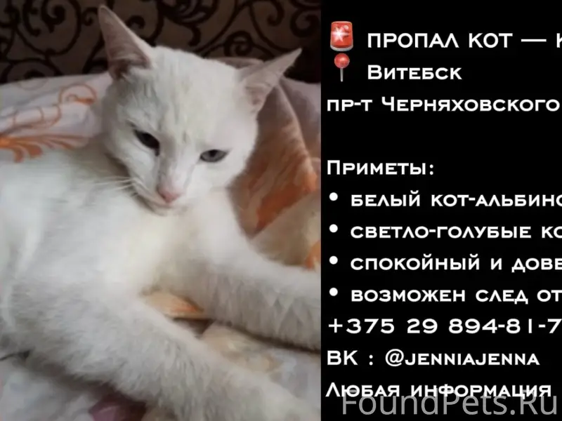 Пропал кот