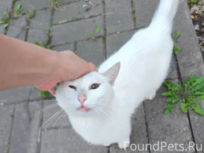 Найденны белая кошка и собака, пр. Октября