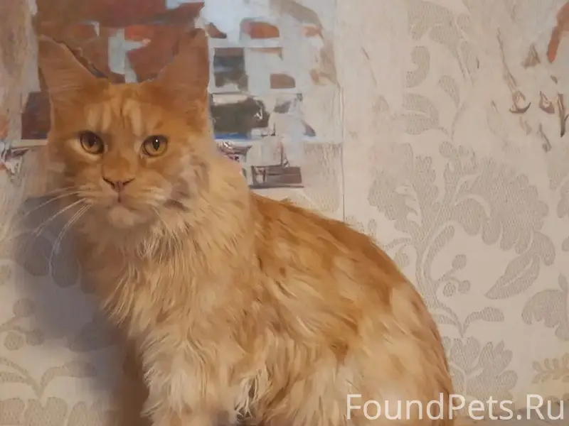 Пропал кот, центр Лозыма