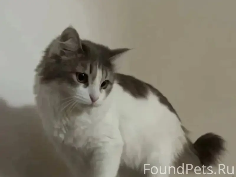 Пропала кошка Коша, Всеволожский район