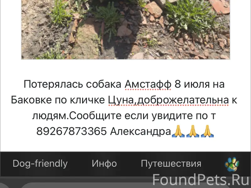 Пропала собака амстафф Цуна