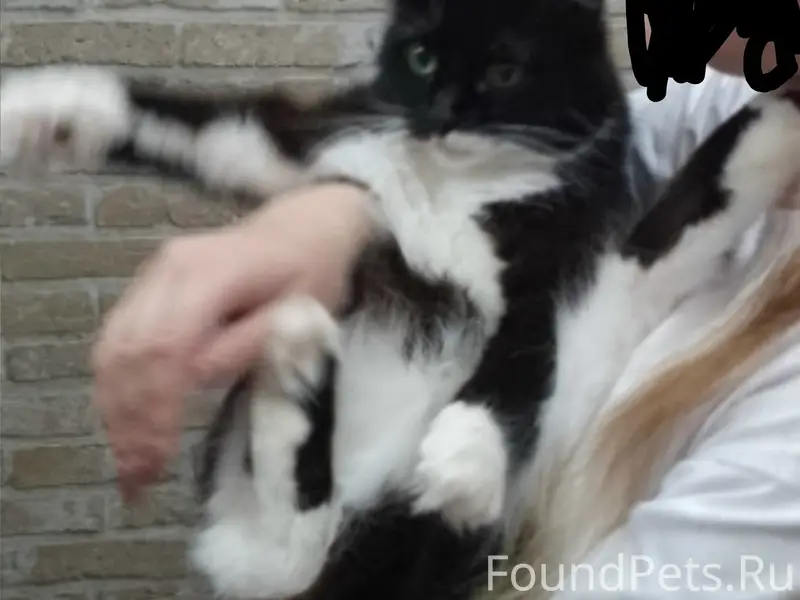 Пропала кошка, ул. Комсомольская