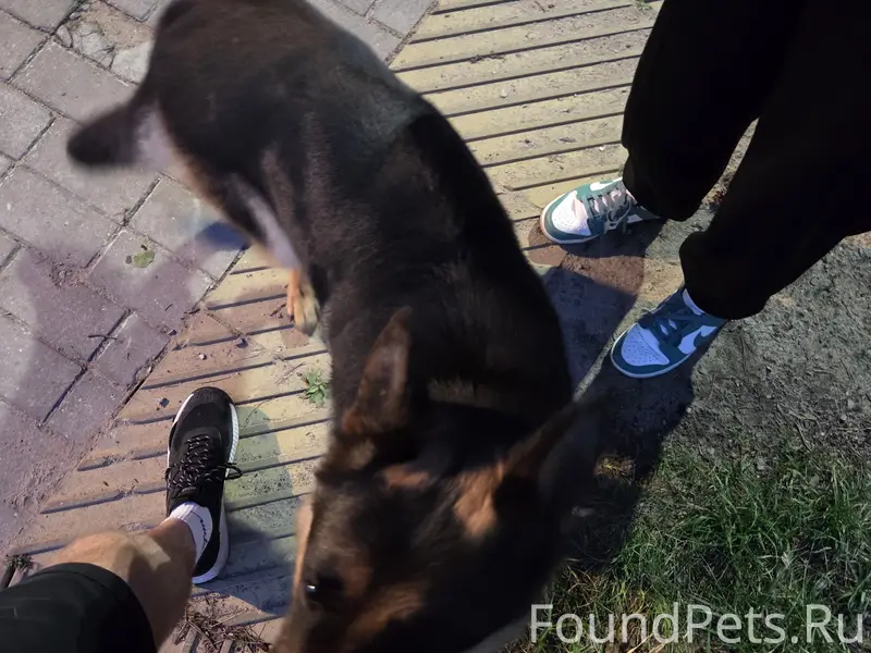 Овчарка гуляет рядом с школой по улице советская 