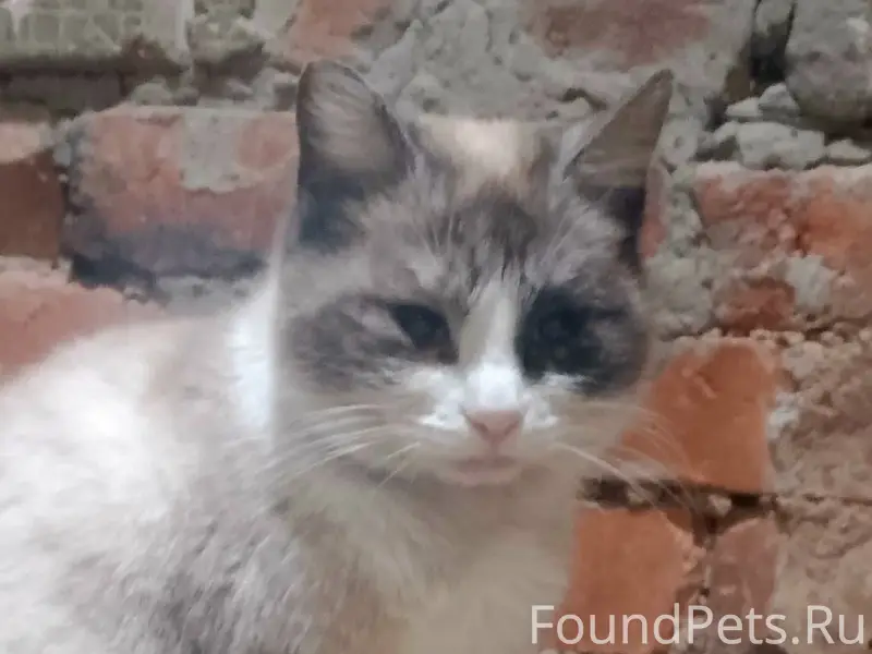Пропала кошка Белка, район Магнистрой