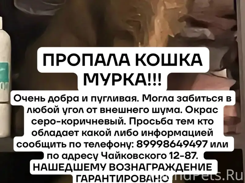 Пропала кошка, район Депо