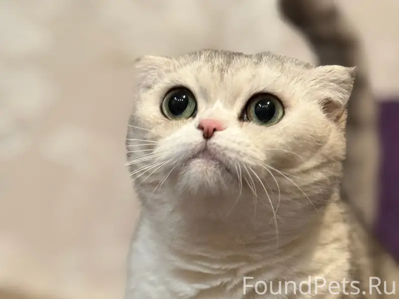 Пропала Шотландская вислоухая Венди, Быково