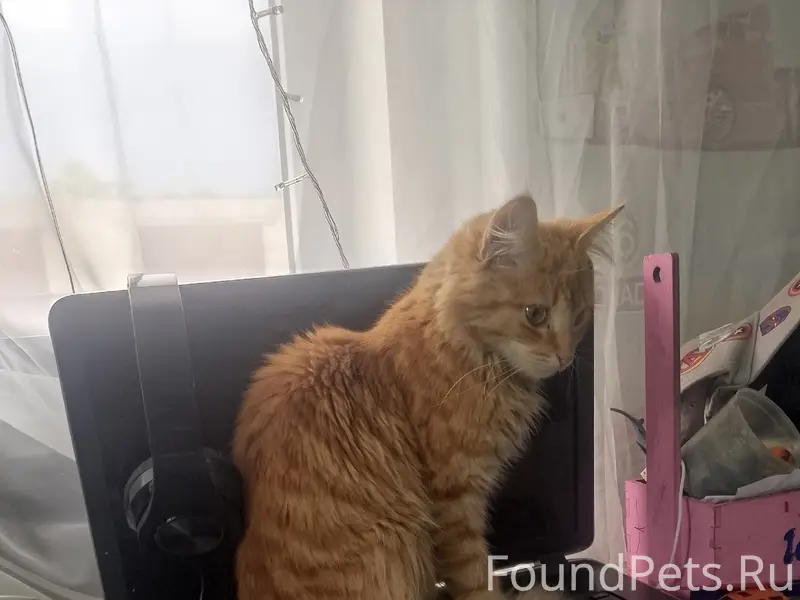 Пропал рыжий кот Феня, ул. Первомайская, Косогорная