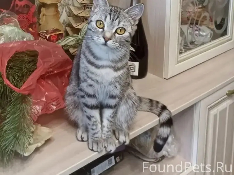 Пропала кошка Луна