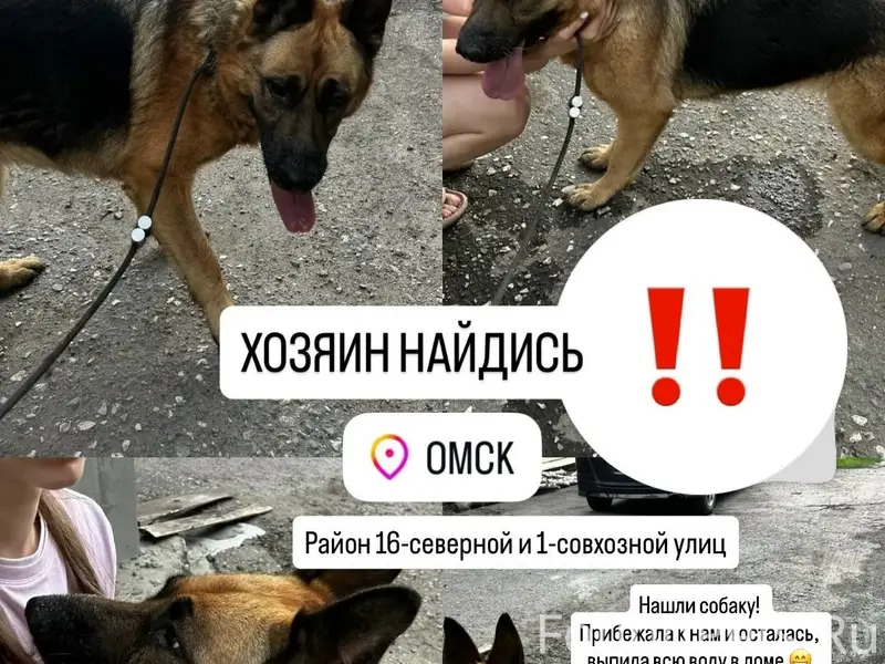 Найденна собака, Омск, район 16 Северной и 1 Совхозной
