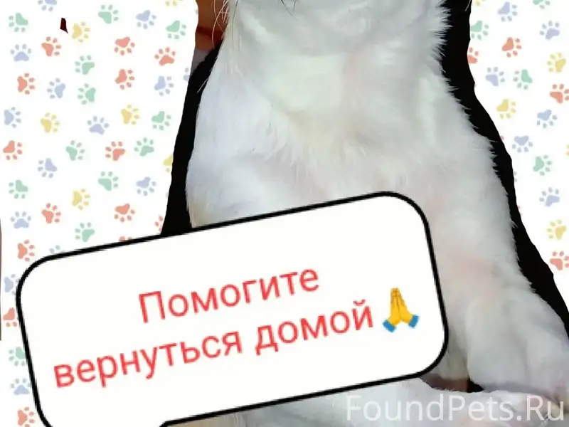 Пропала маленькая собака Кице, село Вознесеновка