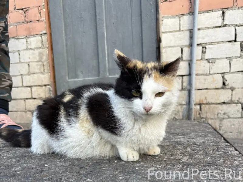 Пропала трёхцветная кошка, Соломбала